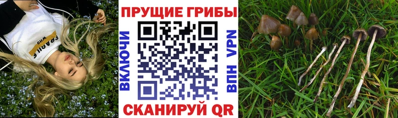 Псилоцибиновые грибы Psilocybe  Купить  Славск 